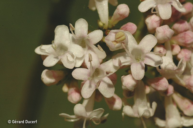 Phytothérapie de valériane - Plante fraîche Bio - Herbiolys Laboratoire